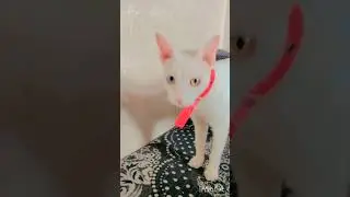 Kaisa yah Ishq Hai 🥰🔥🥰 #cat #cutecat #shortvideos #cutecat #cat #shortvideos