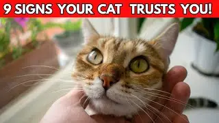 9 Secret Signs Your Cat Trusts You With Their Life Most Owners Miss #7!