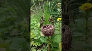 Unreal Bird Nest | Fantasy Nature Sounds #birds #birdsounds #релакс #nature #ai #природа