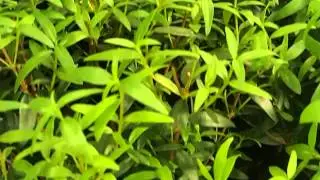 Myrtus communis