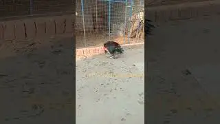 Aseel Murga Breeding Hen | Aseel Murga Crossing Hen | Aseel Murga Lovers
