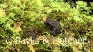 Forest Shrub frog, Sri Lanka. 20110210_093349.mp4