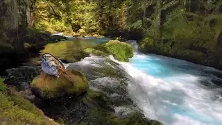 Classical music will help you relax and fall asleep easily. Version/new2026 sound very good ￼ one ￼
