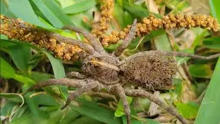 A female wolf spider carrying around 100 babies on her back found while mowing my backyard