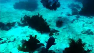 XDeep and Wrasse