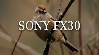 Sony FX30 Bird Cinematic Video /Sigma 100-400mm F5-6.3 / Phantom Luts