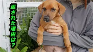 「大変な報告」驚きの理由で里親から保護子犬が返されました。