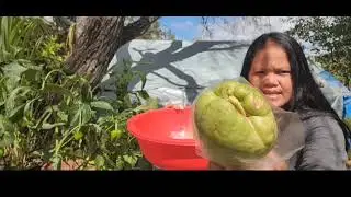 Как посадить ростки чайота/сайота? @Wide Open Transit Farm