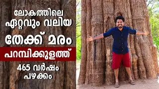 WORLD'S LARGEST TEAK TREE | PARAMBIKULAM| EP #49