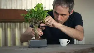 PLANTAS DE LA A A LA Z – LETRA B   Bambú, Bonsái, Begonia, Buganvilla y Boj
