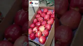 CFP Apple Harvest 2020 HD
