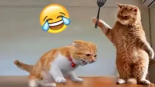 Try Not To Laugh Challenge 🤣🤣 Funniest Pet Videos Reaction