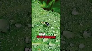La INCRE&Iacute;BLE HISTORIA detr&aacute;s de UN BUG
