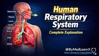 Human Respiratory 🩻System Explanation In Hindi || Human Respiratory System kaise Kaam Karta hain || 