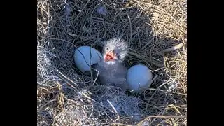 12-31-25 NEFL Bald eagles; NE32's 1st full day, NE33 pipping, with Gabby and Beau.