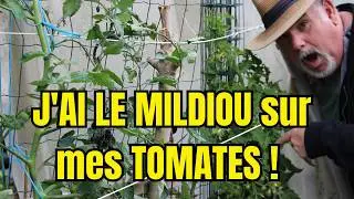 CATASTROPHE au Potager ! Mes Tomates attaquées par le MILDIOU : Comment j'agis RAPIDEMENT ?