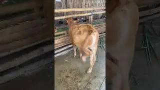 Sapi bakalan super import Yordania #cow #sapipedaging #animals #sapimakan