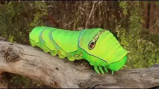 Sofubi Toy Box 007 Asian Swallowtail Caterpillar Figure ソフビトイボックス 007 イモムシ  Kaiyodo