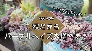 【Vlog206】【多肉植物】秋だから💜パープルヘイズを殖やそう【セダムの挿し木】【挿し芽】【葉挿し】