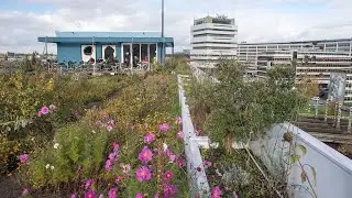 Green roofs and public water plazas help the Dutch manage