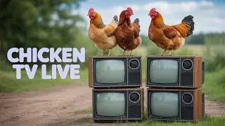 🐓 Chicken TV | Relaxing Longform Farm Life with Free-Range Hens 🌿🐔