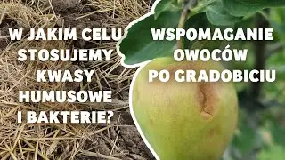 W jakim celu stosujemy kwasy humusowe i bakterie? Jak wspomóc owoce po gradobiciu? - Darek Ziarko