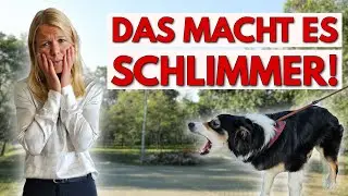 Stressige Hundebegegnungen? Mach DAS nicht!