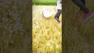 advanced machine for flower suction during harvest #shorts