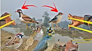 Amazing Red Wattled Lapwing Birds Hunting With Slingshot❗