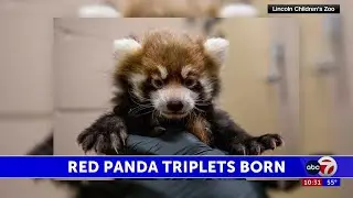Triplet red pandas born at the Lincoln Childrens Zoo