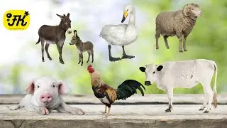 ANIMAL UNIVERSE | CUTE ANIMAL LIFE IN FARM, COW PIG CHICKEN SHEEP ANIMAL FARM❗❗