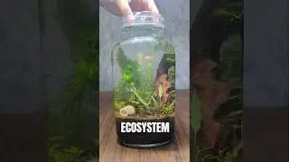 Mini shrimp ecosystem JAR. #aquarium #livefish #animal #fishtank #aquariumpets