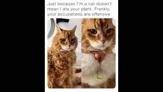 Daily meow memes #2 - Feb 17