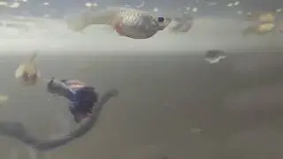 Guppy Dumbo!!!  #fish #aquarium #peces #guppy #guppyfishfarming 