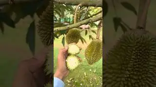 Baby durian cutting