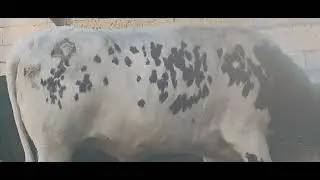 Ganado bravo toros comiendo 