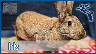 House Rabbit Network's Iris