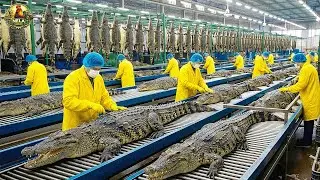 How Millions of Crocodiles Are Raised & Processed - Crocodile Farm Harvest Technology