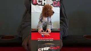 Cora is always in her own world fr #poker #pokerchips #casinoequipment #chippercash #chipscasino