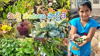 Terrace garden part 3