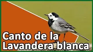 Canto de la  Lavandera blanca (Motacilla alba)