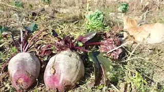Companion plants for beets