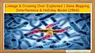 Linkage & Crossing Over Explained | Gene Mapping, Interference & Holliday Model (1964).
