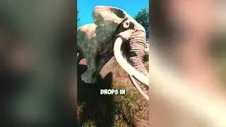 Animal story 🐘