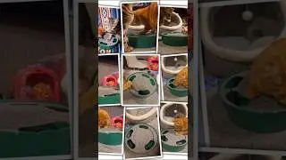 When enrichment actually works for both cats,No fighting. Just focus#CatUGC #MultiCatHouse #Pawaboo