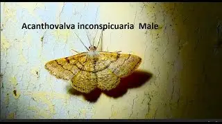 Acanthovalva inconspicuaria  Male  by  Theo