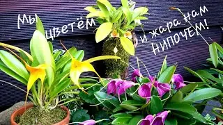Мои масдеваллии летом