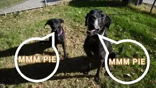 Pumpkin Pie Dog Treat : Thanksgiving 2021 Mini Pumpkin Pies