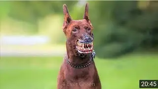 😱10 Most Illegal Dog Breeds in the World😳