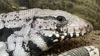 ブルーテグーは最高のペット！？